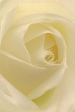 As if cradled within its petals, this close perspective draws you into the heart of a cream-white rose-a vision expertly crafted by a Beckton florist familiar with the community's quiet grace. The spiral of each velvety petal untangles with gentle poise, reminiscent of soft light sweeping across the lawns of New Beckton Park. Subtle shadows nestle between folds, their depth adding peaceful drama and a touch of solemnity. The atmosphere is serene, the cream and ivory tones reflecting light in ways that evoke early mornings along the Thames Path. The bloom's fragrance, imagined as a gentle and sweet accent, floats on the air-understated yet memorable, much like the heartfelt moments it often commemorates in local families. There is reverence here: the rose's near-perfect composition speaks of consolation, admiration, or the hope embodied by new beginnings. It stands as a quiet tribute, expertly arranged for same-day delivery to homes and chapels throughout Beckton, capturing not just a flower but also the emotion and skill behind each thoughtful arrangement. The tender craftsmanship and local insight imbue every layer with deeper meaning, making it an inspired choice for those seeking both beauty and solace in their gesture.